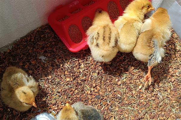 买回来的小鸡一直叫的原因,可能是感到饥饿、遇到危险等因素所致