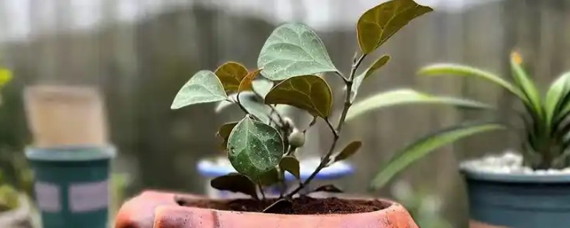 菩提树的养殖方法，适宜生长在湿润的环境中