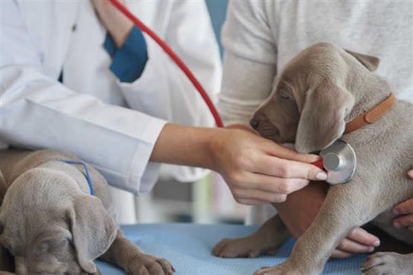 狗误食人吃的感冒药如何处理，可带去宠物医院让医生催吐