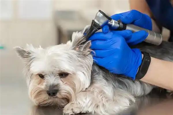 狗误食人吃的感冒药如何处理，可带去宠物医院让医生催吐