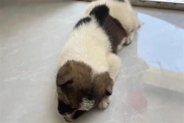 狗误食人吃的感冒药如何处理，可带去宠物医院让医生催吐