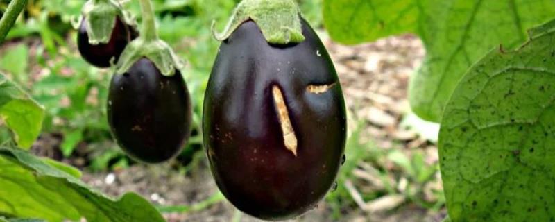 茄子苗何时施肥，长出2-4片叶子的时候施为佳