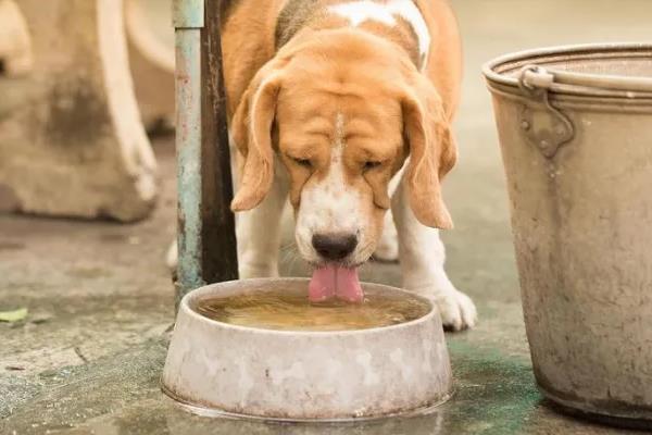 狗肾衰竭的症状,表现为多尿、烦渴、厌食、消瘦等