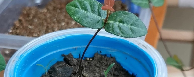 扦插络石如何快速生根，扦插前需在通风干燥处进行晾晒