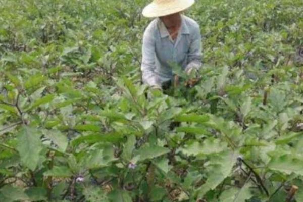 茄子苗何时施肥，长出2-4片叶子的时候施为佳