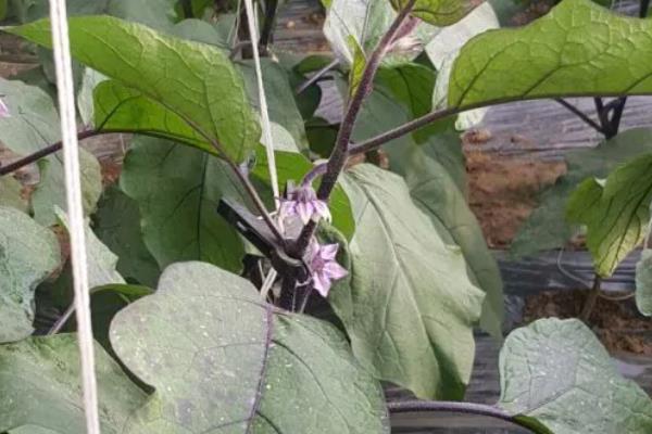 茄子苗何时施肥，长出2-4片叶子的时候施为佳