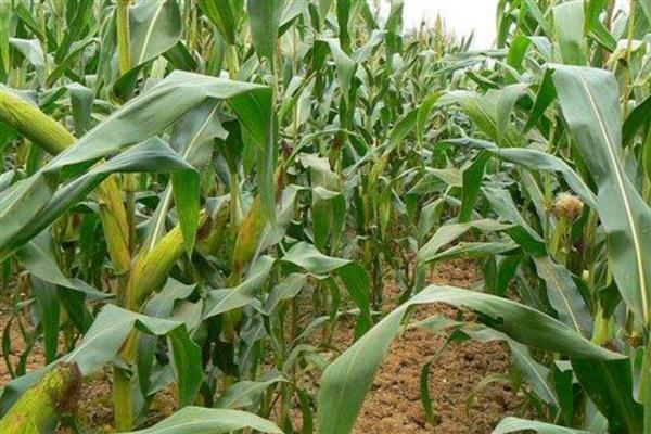 宁玉735玉米种简介，穗长22厘米