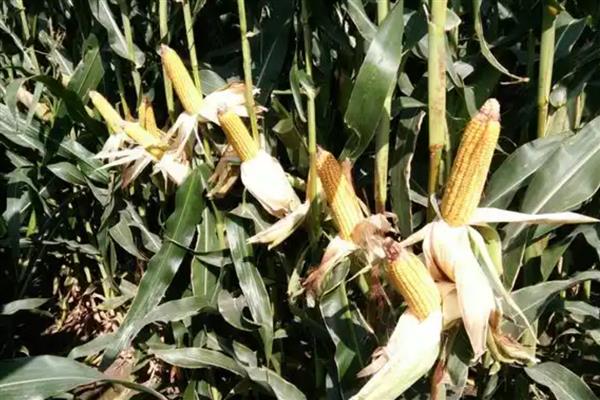 宁玉735玉米种简介，穗长22厘米