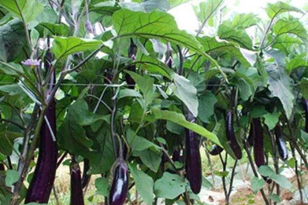 茄子苗何时施肥，长出2-4片叶子的时候施为佳