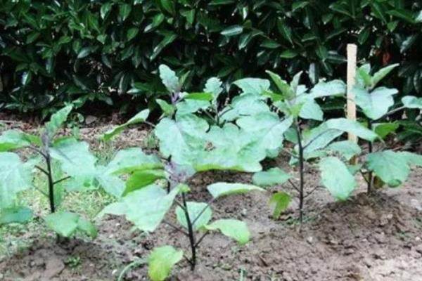 茄子苗何时施肥，长出2-4片叶子的时候施为佳