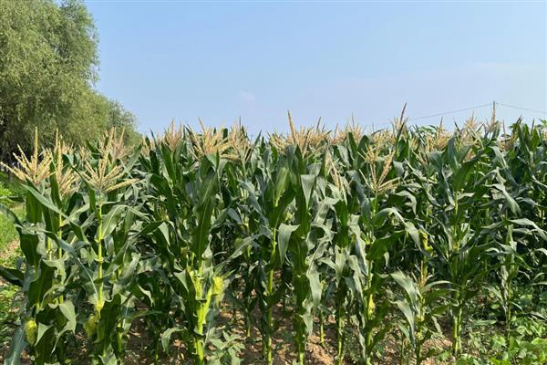 宁玉735玉米种简介，穗长22厘米