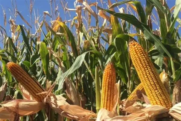 宁玉735玉米种简介，穗长22厘米