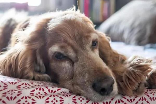 狗肾衰竭的症状,表现为多尿、烦渴、厌食、消瘦等