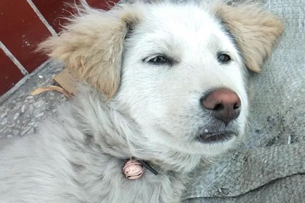 狗肾衰竭的症状,表现为多尿、烦渴、厌食、消瘦等