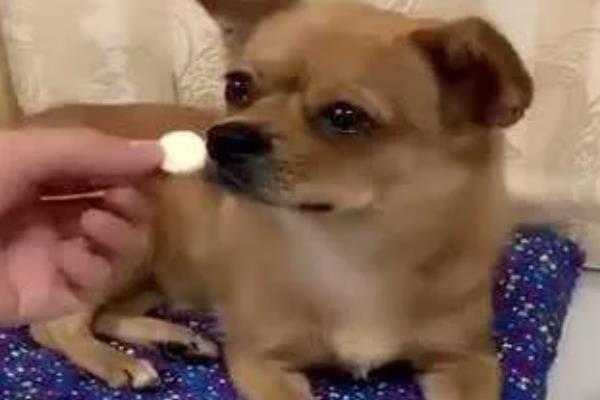 狗肾衰竭的症状,表现为多尿、烦渴、厌食、消瘦等