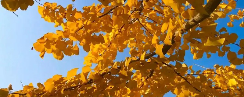 西安千年银杏树的开放时间，在10月底到11月初