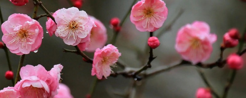 岁寒三友指的是什么植物，指的是松树、梅花和竹子