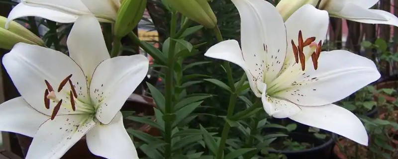 百合花的花语，寓意百年好合、幸福美满、纯洁忠贞等