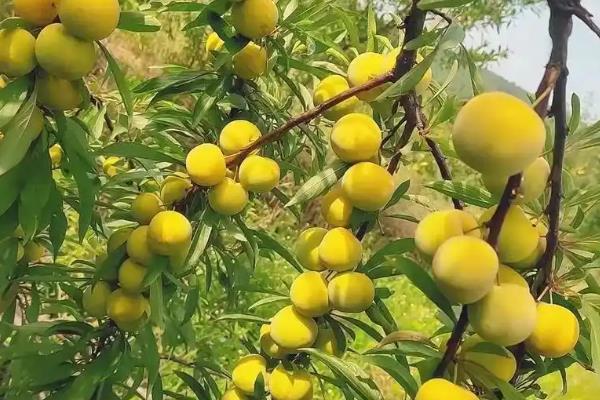 蜂糖李树苗怎么种植，山区或丘陵地区按照4米×3米的株行距去栽种