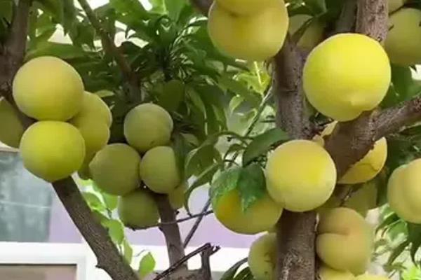 蜂糖李树苗怎么种植，山区或丘陵地区按照4米×3米的株行距去栽种