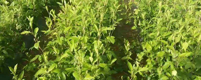 苍术在几月份种植，可以在3-4月份种植