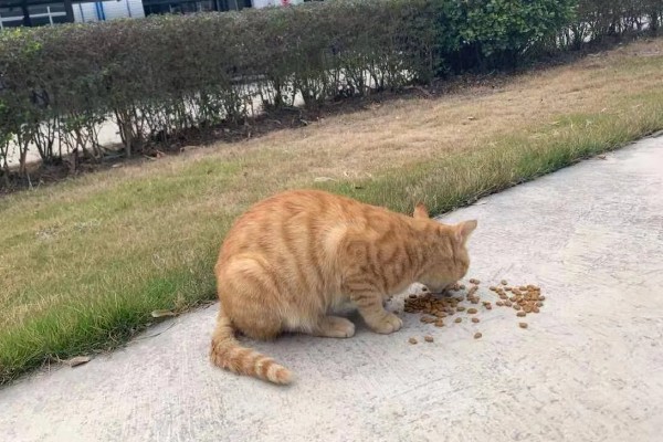卵磷脂对猫有什么作用，能起到提亮毛色、舒缓皮肤干燥等效果