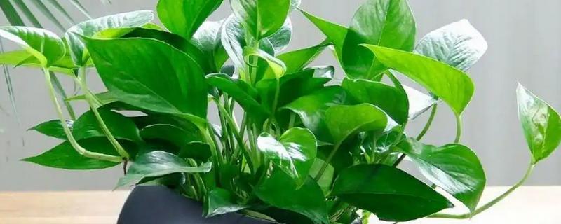 怎么养绿萝才茂盛，每隔半个月施肥一次