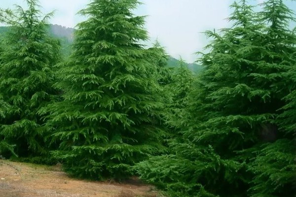 雪松的寓意，寓意坚强不屈、高尚孤傲等