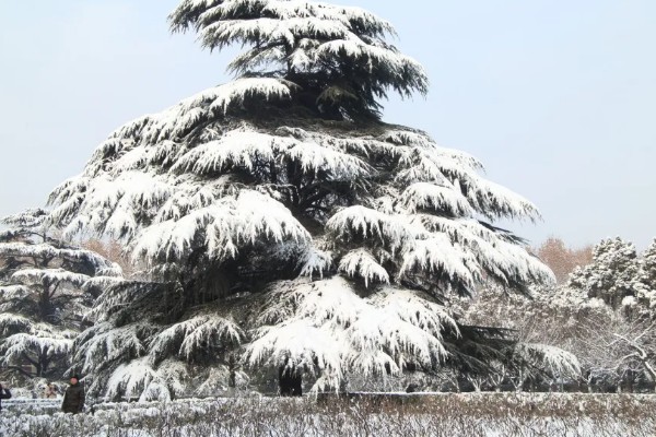 雪松的寓意，寓意坚强不屈、高尚孤傲等