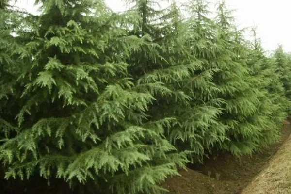 雪松的寓意，寓意坚强不屈、高尚孤傲等
