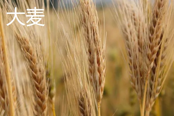 大麦与小麦有哪些区别，品种和颖果均不同