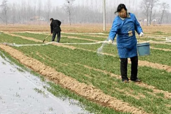 大麦与小麦有哪些区别，品种和颖果均不同