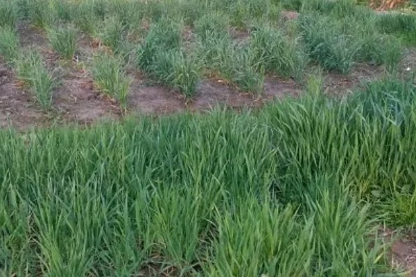 大麦与小麦有哪些区别，品种和颖果均不同