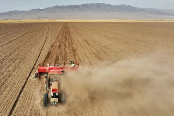 大麦与小麦有哪些区别，品种和颖果均不同
