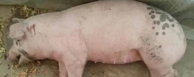 猪的小飞如何治疗，只能控制无法彻底治愈