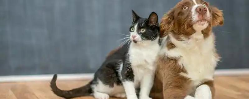 犬猫对维生素A的需求，维生素A充足可起到保护犬猫视力