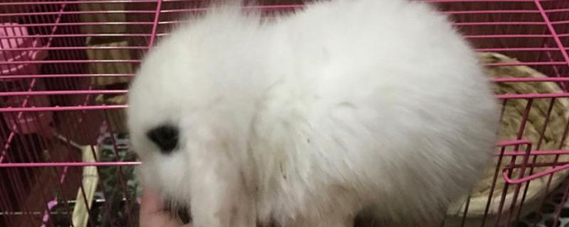 兔子尿钙对兔子有伤害吗，会危害兔子的健康