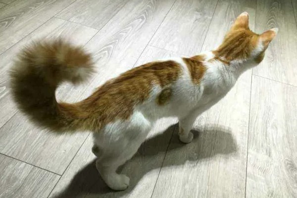 猫咪那些不能随便碰的部位，肚子、头部都不能轻易碰