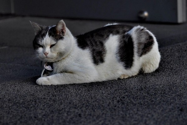 猫咪那些不能随便碰的部位，肚子、头部都不能轻易碰