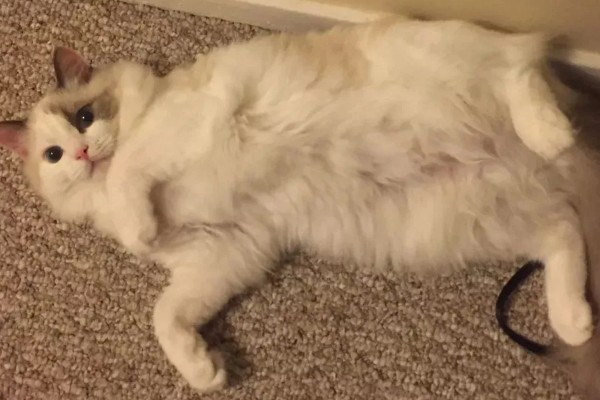 猫咪那些不能随便碰的部位，肚子、头部都不能轻易碰