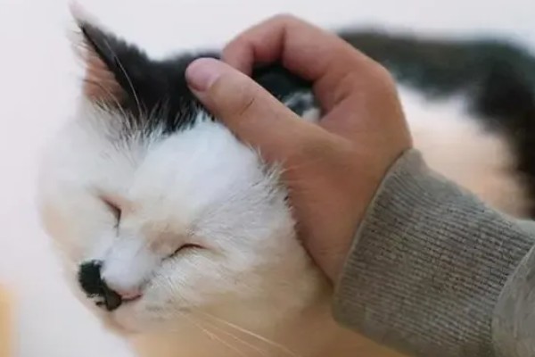 猫咪那些不能随便碰的部位，肚子、头部都不能轻易碰
