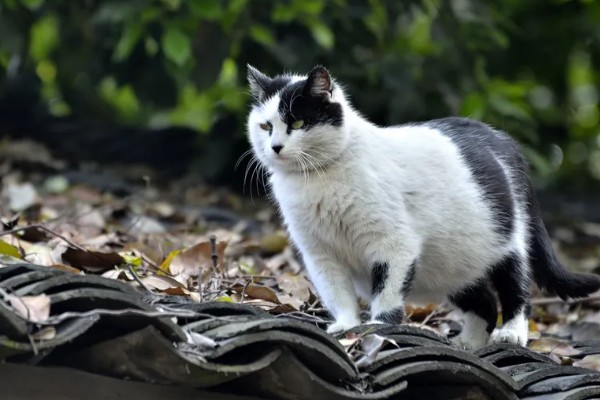 猫咪那些不能随便碰的部位，肚子、头部都不能轻易碰