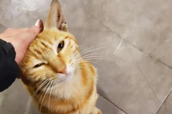 猫咪那些不能随便碰的部位，肚子、头部都不能轻易碰