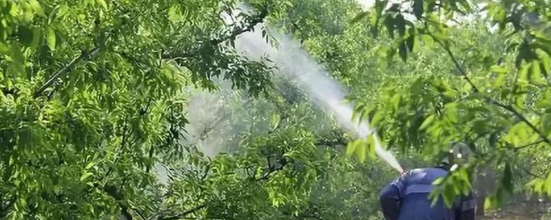 对果树使用叶面肥要注意什么，前期使用氮肥可促进新梢生长
