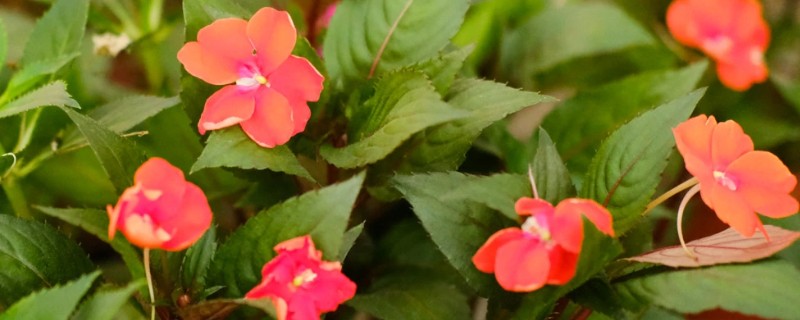 凤仙花有什么危害，含有毒素不可触碰花叶