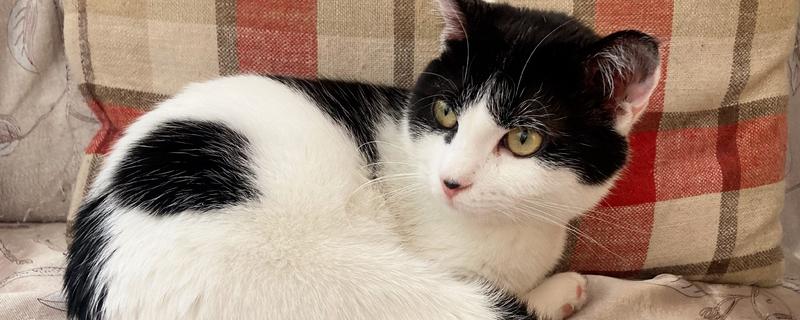 猫咪吃醋有什么表现，会突然狠狠的瞪着你