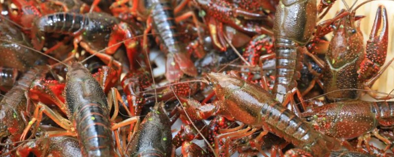 小龙虾在哪种环境下生长，一般栖息在小溪、沼泽等地点