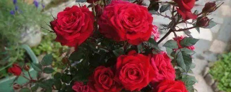 月季的栽培方法，花凋谢后要进行一次必要的剪切