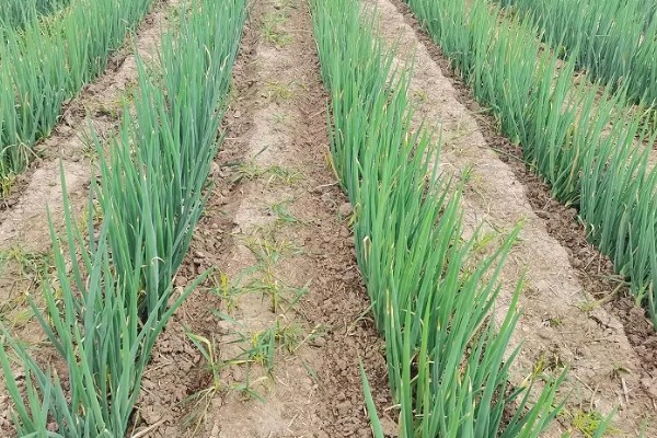 大葱的种植方法，应选择阳光比较充足地方养护
