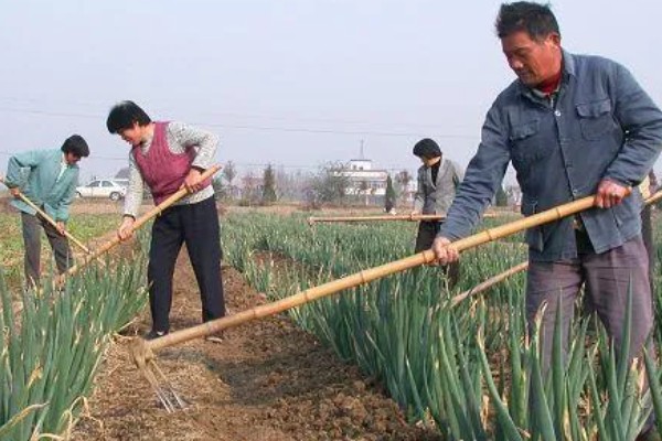 大葱的种植方法，应选择阳光比较充足地方养护